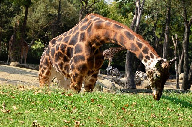 žirafa v ZOO